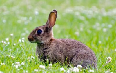 Peut-on chasser avec une carabine à plomb de 20 joules ?