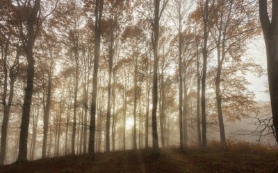 Ouverture de la chasse 2026 : les dates à retenir et comment vérifier celle de votre département
