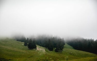 Grand tétras et lagopède alpin protégés : ce que changent vraiment les arrêtés du 8 septembre