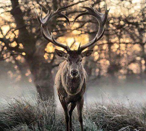 Photo armurerie Armurerie LRPB Chasse passion a Nonancourt - 2