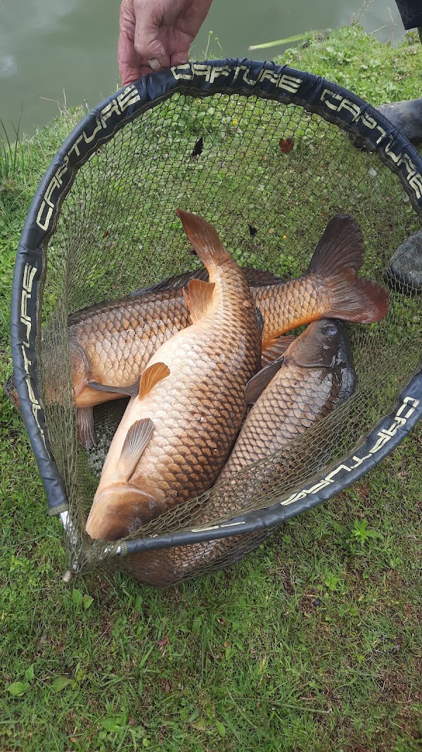Photo armurerie FRANCK BUAN CHASSE PECHE a Plancoët - 2