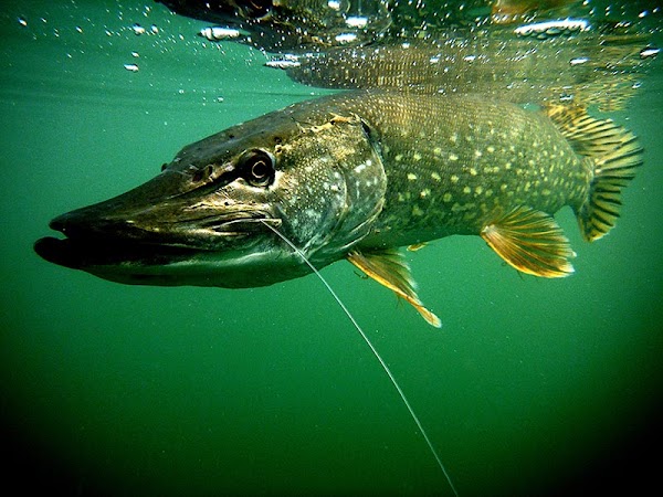 Photo armurerie Alcédo Chasse et Pêche Abbeville a Abbeville - 3